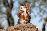 YORKSHIRE TERRIER 217